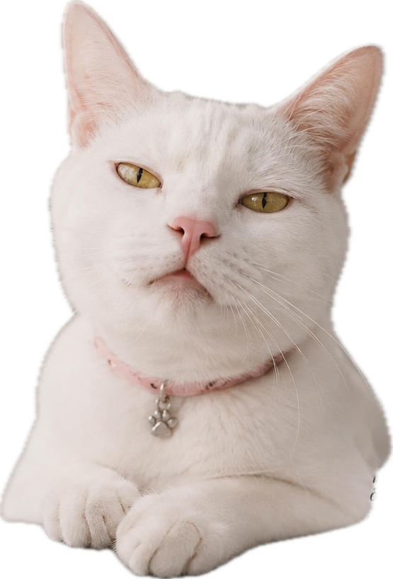 Белая кошка смотрит на тебя